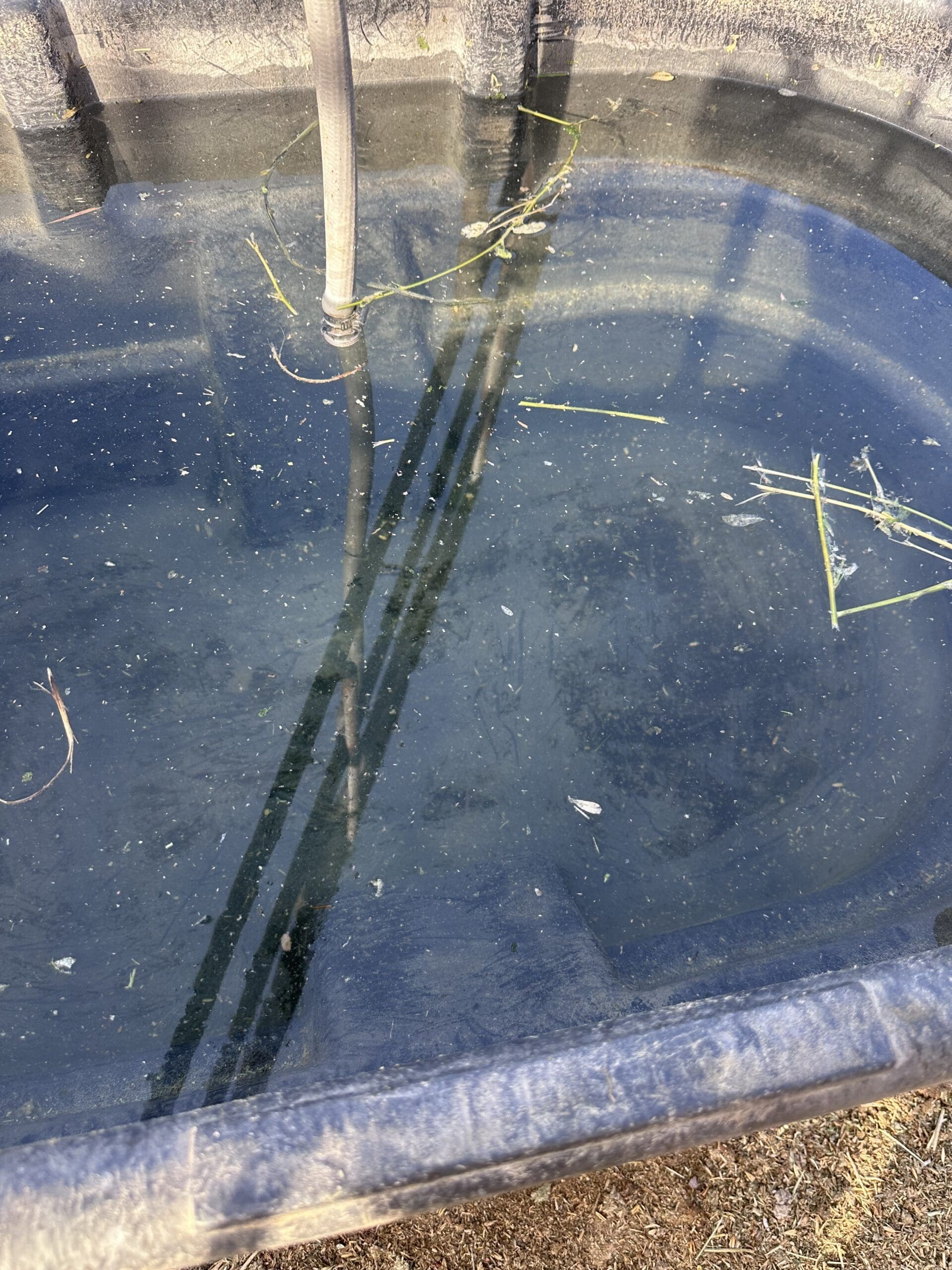 {{brizy_dc_image_alt entityId=