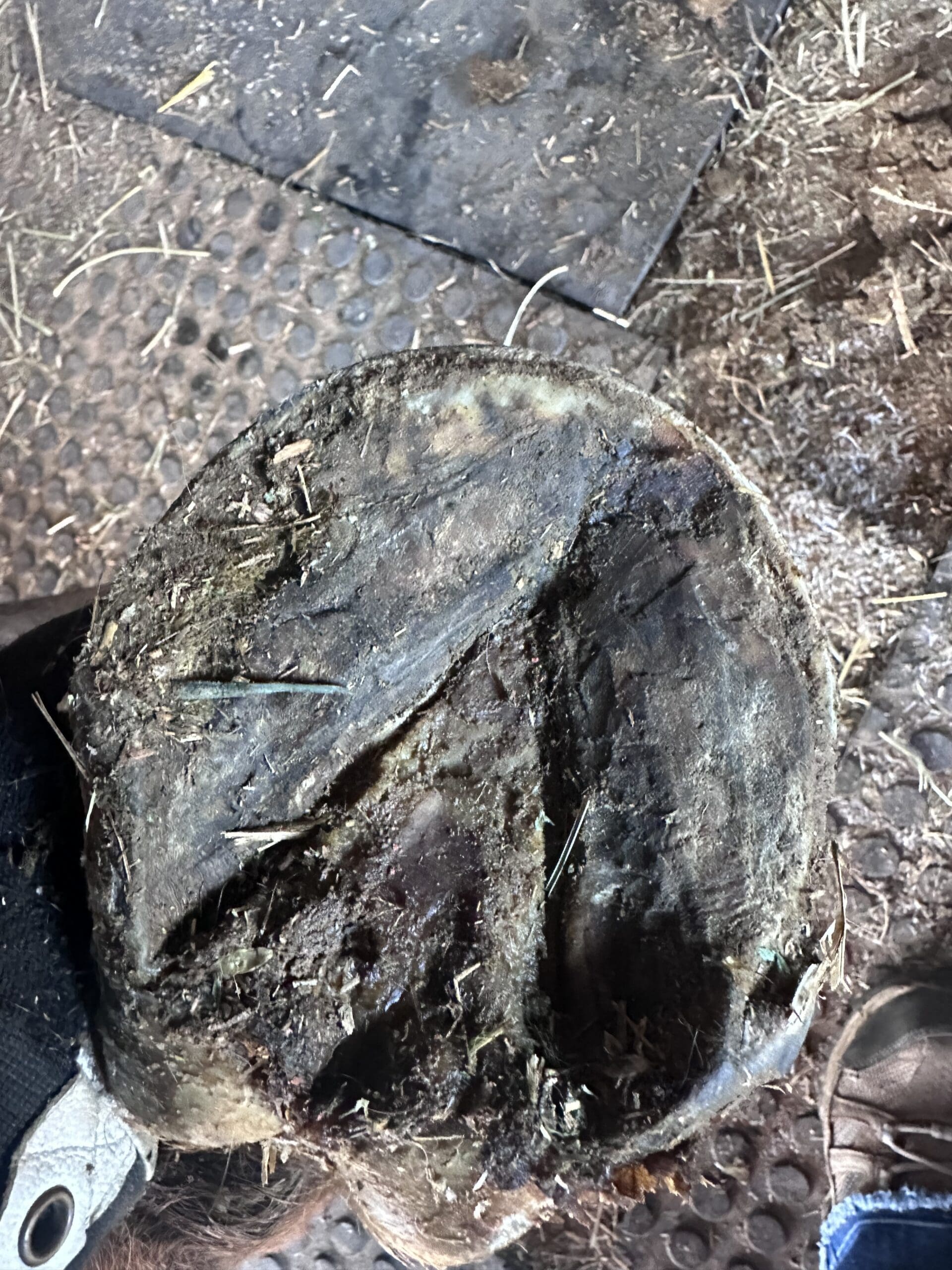 {{brizy_dc_image_alt entityId=