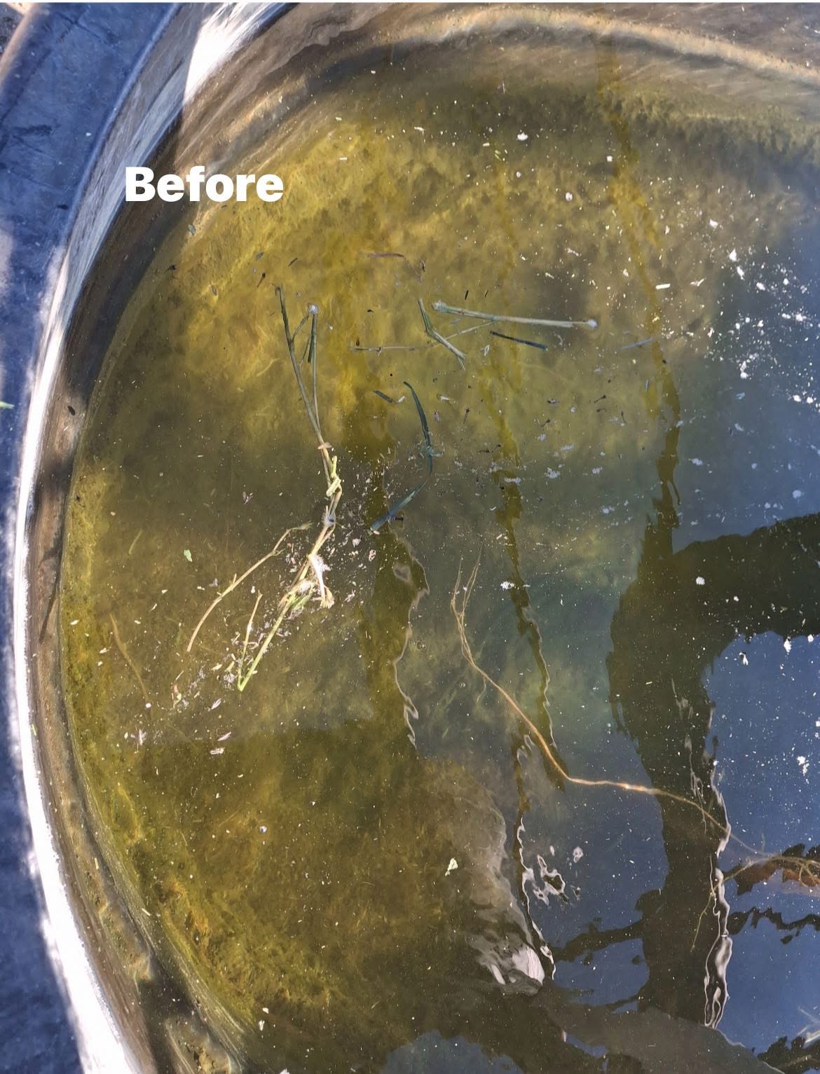 Tank before {{brizy_dc_image_alt imageSrc=