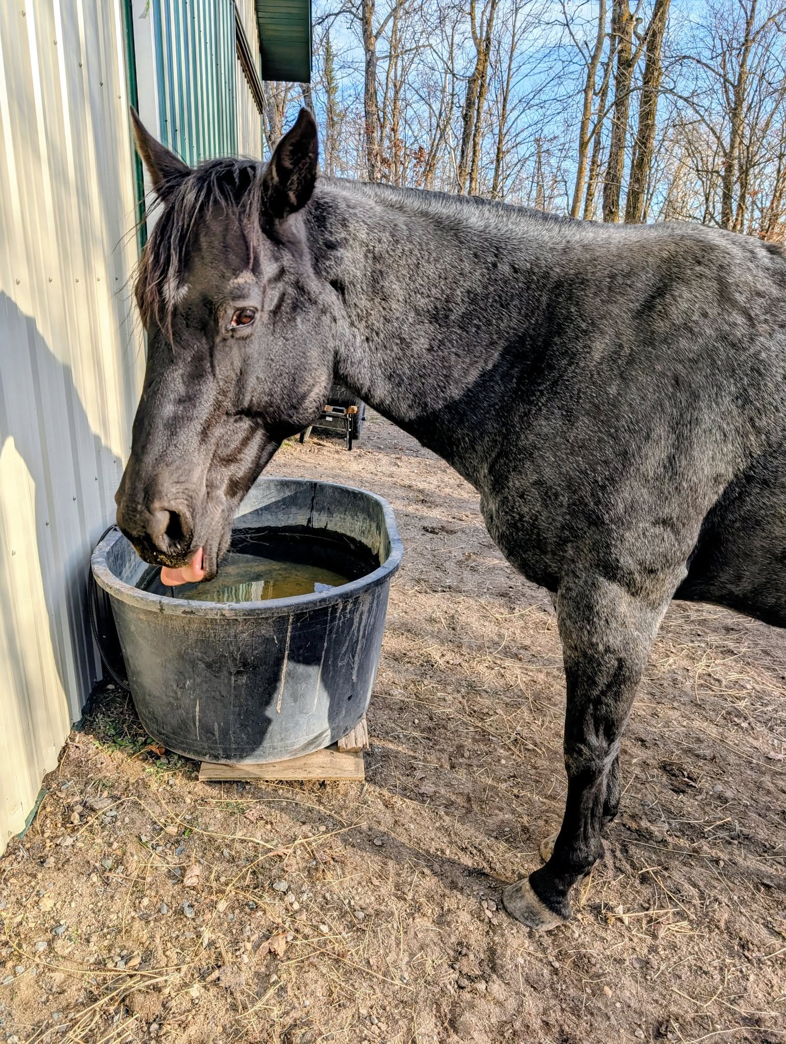 {{brizy_dc_image_alt entityId=