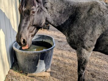 {{brizy_dc_image_alt entityId=