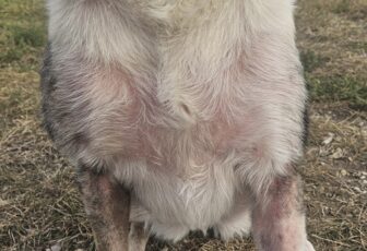 {{brizy_dc_image_alt imageSrc=