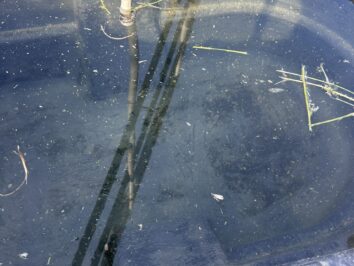 {{brizy_dc_image_alt entityId=