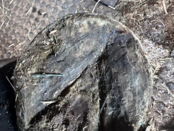 {{brizy_dc_image_alt entityId=