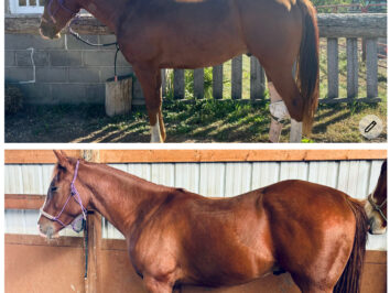 {{brizy_dc_image_alt entityId=