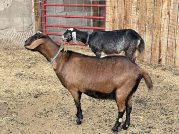 {{brizy_dc_image_alt entityId=