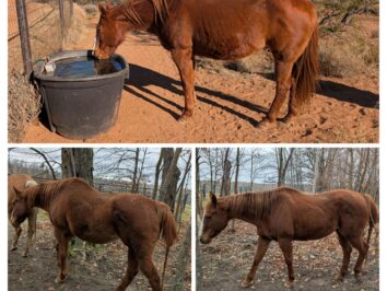 {{brizy_dc_image_alt entityId=