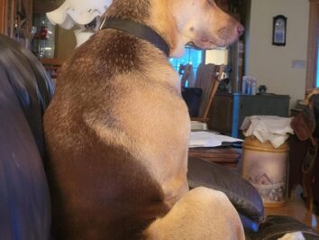 {{brizy_dc_image_alt entityId=